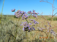 Limonium gmelinii