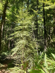 Coprosma linariifolia