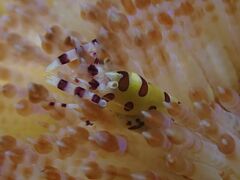 Periclimenes colemani