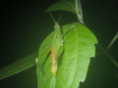 Tagasta
