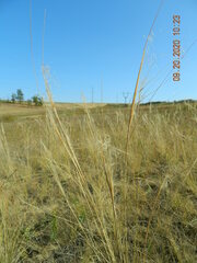 Stipa capillata