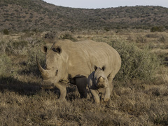 Ceratotherium simum