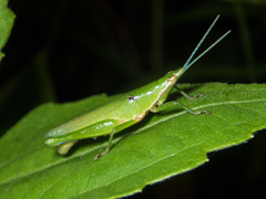 Tagasta