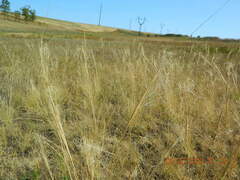 Stipa capillata