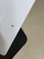 Klambothrips myopori