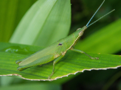 Tagasta