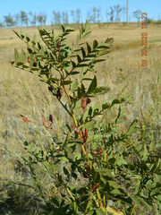 Glycyrrhiza glabra