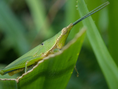 Tagasta