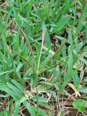 Chloris pycnothrix
