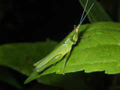 Tagasta
