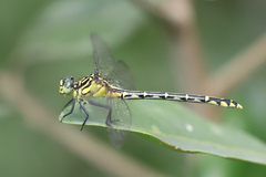 Austrogomphus ochraceus