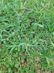 Chloris pycnothrix