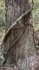 Eucalyptus microcorys
