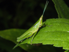 Tagasta
