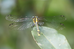 Austrogomphus ochraceus