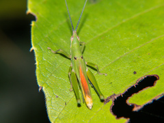 Tagasta