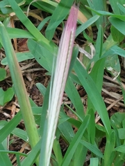 Chloris pycnothrix