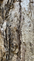 Eucalyptus microcorys