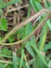 Chloris pycnothrix
