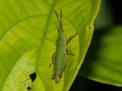 Tagasta