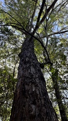 Eucalyptus microcorys