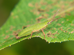 Tagasta