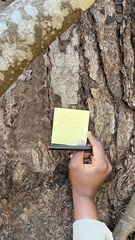 Eucalyptus microcorys