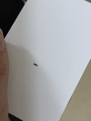Klambothrips myopori