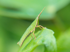 Tagasta
