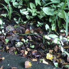 Philothamnus natalensis