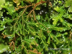 Selaginella labordei