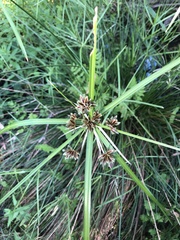 Cyperus vaginatus