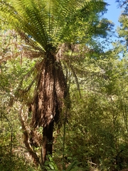 Dicksonia fibrosa