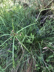 Cyperus vaginatus