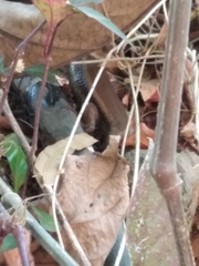 Eutropis carinata