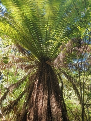 Dicksonia fibrosa