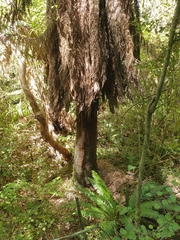 Dicksonia fibrosa