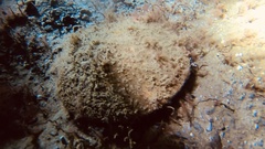 Placopecten magellanicus