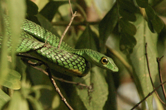 Philothamnus punctatus