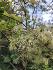 Clematis leschenaultiana