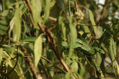 Philothamnus punctatus