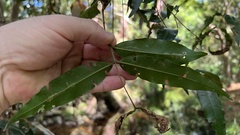 Syzygium floribundum