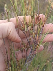 Dracophyllum subulatum