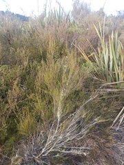 Dracophyllum subulatum