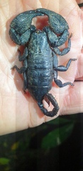 Opisthacanthus validus