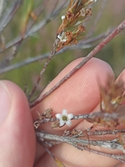 Dracophyllum subulatum