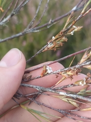 Dracophyllum subulatum