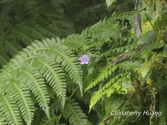 Strobilanthes rankanensis