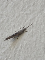 Ypsolopha mucronella