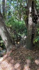 Syzygium floribundum